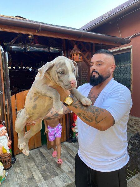 American Bully XL