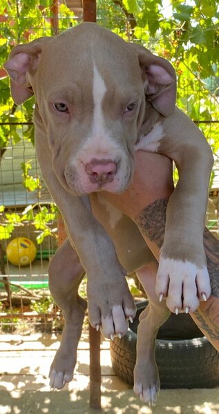 American Bully XL