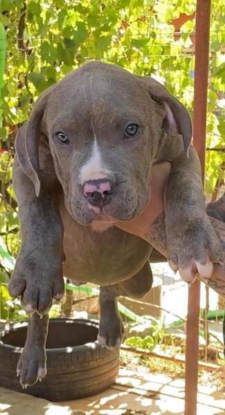 American Bully XL