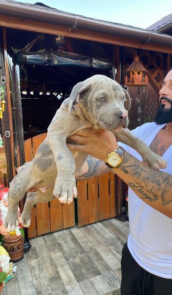 American Bully XL