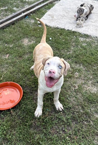 American Bully XL