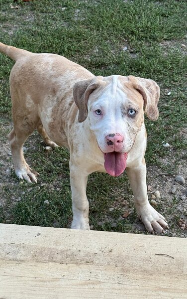 American Bully XL