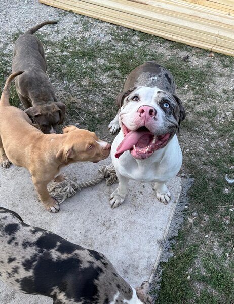 American Bully XL
