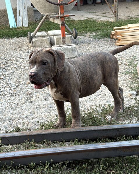 American Bully XL