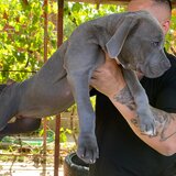American Bully XL