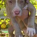 American Bully XL