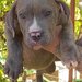 American Bully XL